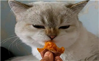 猫可以吃红薯吗
