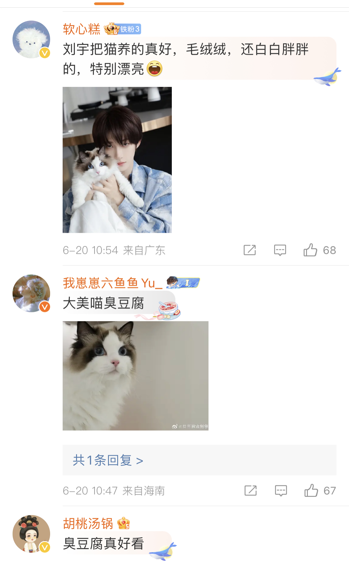 刘宇的猫也参加猫王大赛了，实力和魅力并存