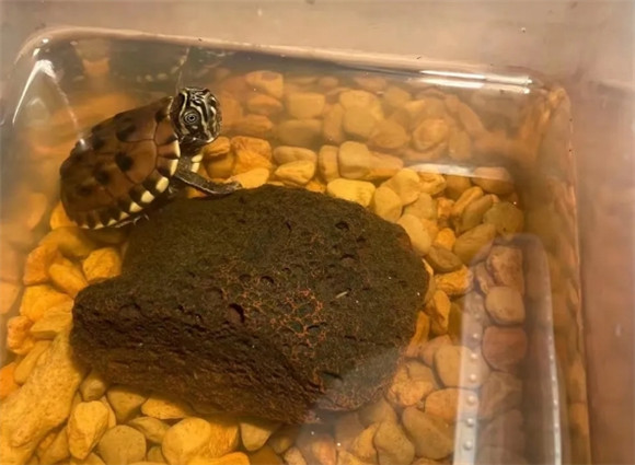 可以给龟喂食哪些昆虫呢？