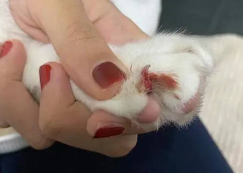 猫脚趾发炎肿了怎么办 猫脚趾发炎肿了怎么办