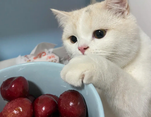 猫可以吃樱桃吗 猫可以吃樱桃吗