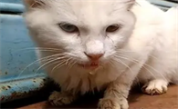 猫狂犬病症状