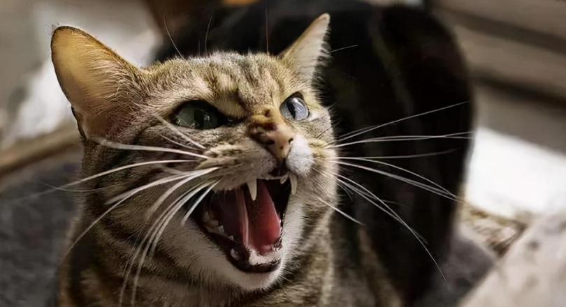 猫嗷嗷叫是什么原因