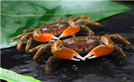 寄居蟹蒸多久