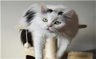 猫老舍原文