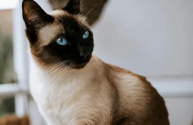 送我都不想养的4种猫,谁养谁崩溃! 送我都不想养的4种猫,谁养谁崩溃!