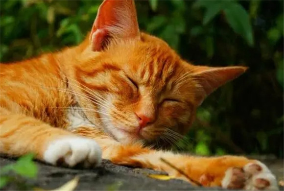 最常见的5种中华田园猫，据说最后一种颜值赛布偶！