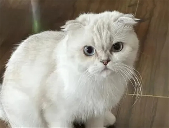 给想养猫的人,几个建议 给想养猫的人,几个建议
