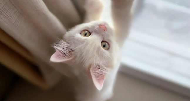 猫叫的声音