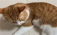 猫几岁才算成年