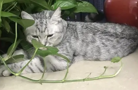 绿萝对猫有毒吗