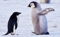 企鹅罐是什么
