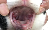 猫口炎拔牙后复发概率