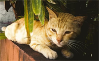 猫狂犬多久打一次