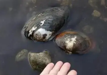 河蚌是怎么繁殖的