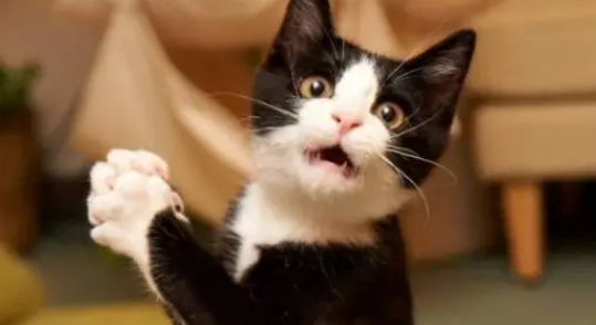 猫叫声像小孩哭很恐怖