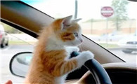 猫可以带上长途汽车吗