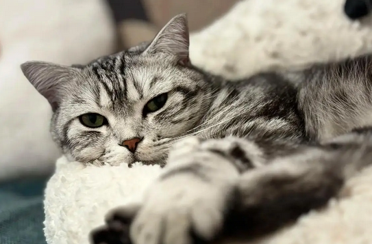 猫口嘴上挂粘液还臭 猫口嘴上挂粘液还臭