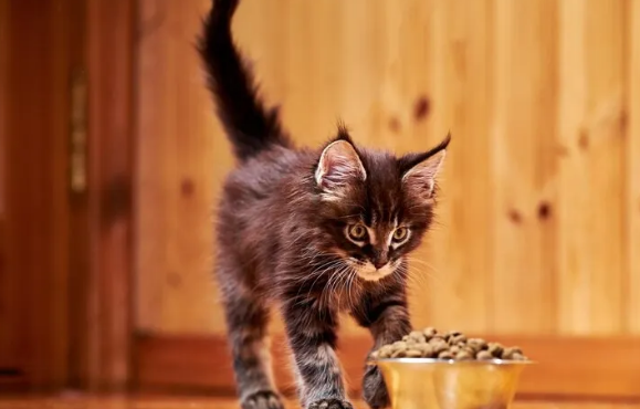 猫粮的主要成分是什么? 猫粮的主要成分是什么?