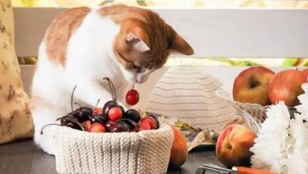 猫可以吃水果吗 猫可以吃水果吗