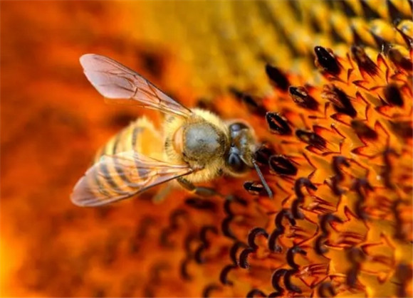 蜜蜂吃什么呀