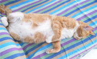 猫快生产的前几天有什么症状