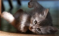 猫几个月生小猫
