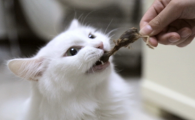 猫可以每天吃一只鹌鹑吗贴吧