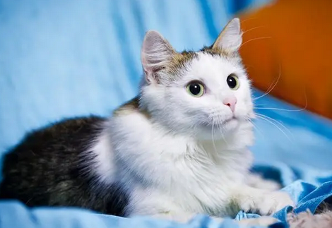 猫会在外面生小猫吗?