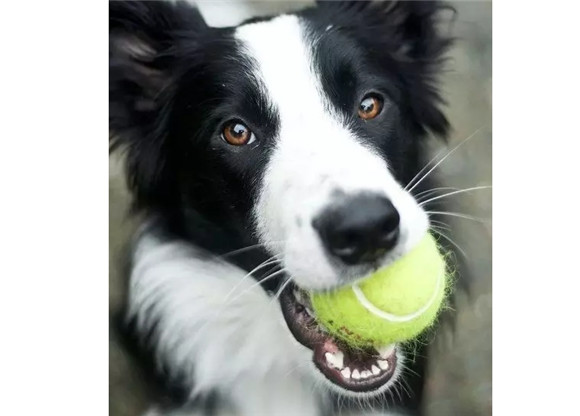 边境牧羊犬太瘦怎么办？