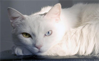 猫可以带上飞机吗