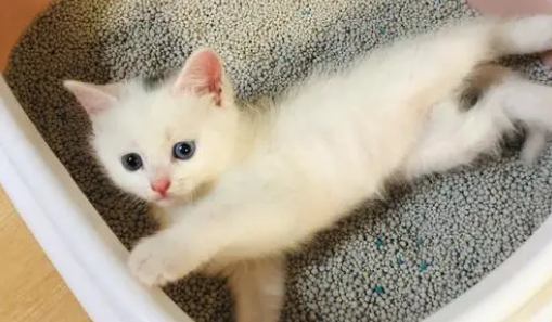 猫爱在卫生间里叫怎么办