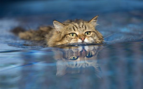 猫会游泳吗