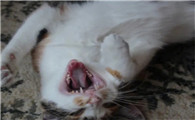 猫口炎最佳治疗方法