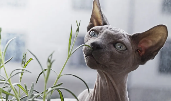 无毛猫到底有什么魅力,那么多人都想养! 无毛猫到底有什么魅力,那么多人都想养!
