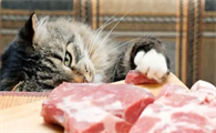 猫爱吃什么