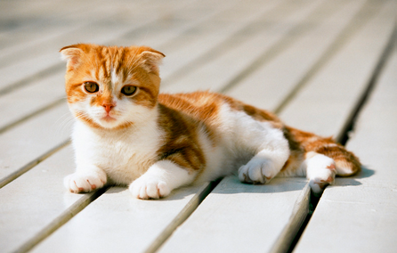 猫可以吹空调吗夏天