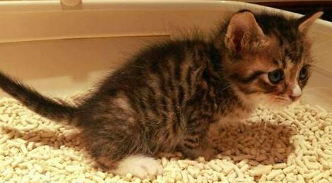 猫拉肚子怎么回事