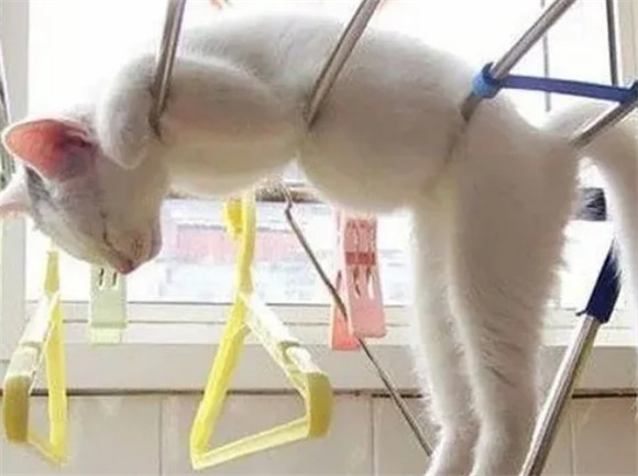 猫咪身上这些特征,都是被“富养”的证据! 猫咪身上这些特征,都是被“富养”的证据!