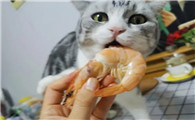 猫可以吃虾吗