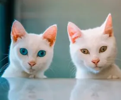 猫爸爸和猫女儿可以放一起吗 猫爸爸和猫女儿可以放一起吗