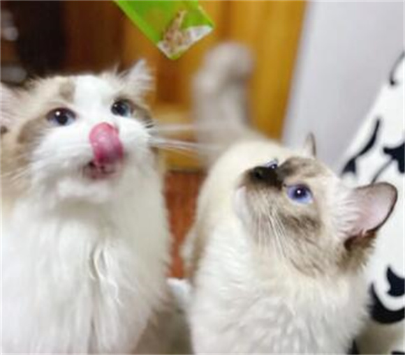 王子的零食猫条:揭秘宠物猫的健康小零食 王子的零食猫条:揭秘宠物猫的健康小零食