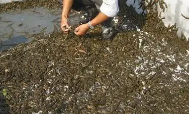 蚂蝗养殖办法
