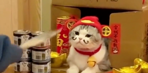 养了招财猫的人才是最幸运