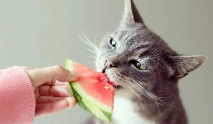 猫可以吃什么水果