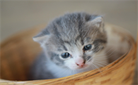 猫会来大姨妈吗