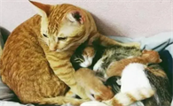 猫会和自己孩子配对吗