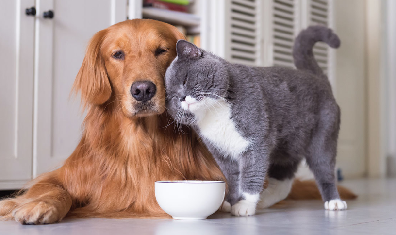 猫见到狗的时候是什么反应 猫见到狗的时候是什么反应