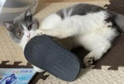猫爱咬拖鞋怎么办 猫爱咬拖鞋怎么办
