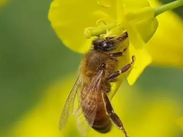 蜜蜂的生活习性
